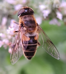Eristalis pertinax