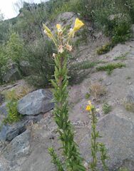 Oenothera