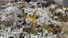 Botrychium lanceolatum