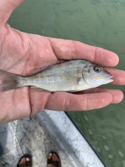 Orthopristis chrysoptera