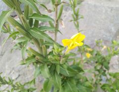 Oenothera