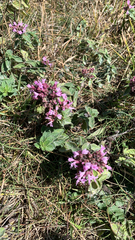 Origanum vulgare