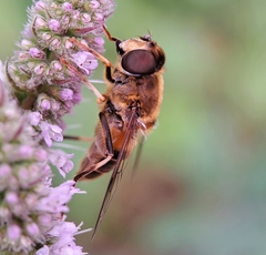 Eristalis pertinax