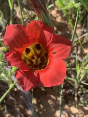 Romulea sabulosa
