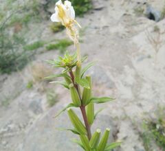 Oenothera