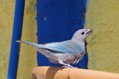 Thraupis sayaca