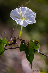 Ipomoea alba