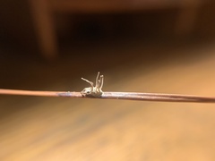 Gibellula