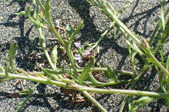 Helophilus lapponicus