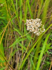Achillea millefolium borealis