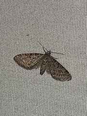 Eupithecia miserulata