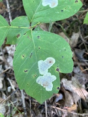 Cameraria guttifinitella