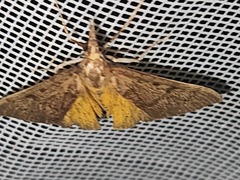 Uresiphita reversalis