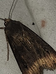 Agrotis ipsilon