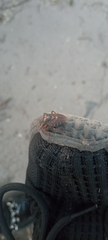 Pentatoma rufipes