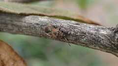 Arocatus melanocephalus