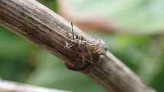 Arocatus melanocephalus