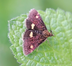 Pyrausta aurata