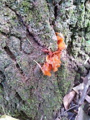 Phaeotremella foliacea