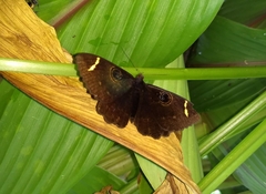 Erebus hieroglyphica