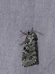 Bryolymnia viridata