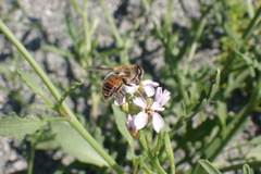 Eristalis tenax