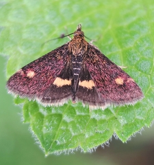 Pyrausta aurata