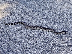 Crotalus oreganus helleri