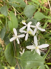 Clematis flammula