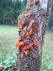 Phaeotremella foliacea