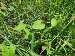 Ipomoea hederifolia