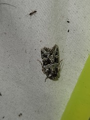 Lacinipolia strigicollis