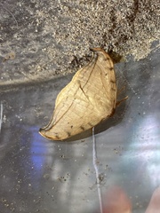 Drepana arcuata