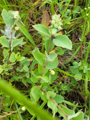 Symphoricarpos occidentalis