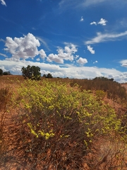 Eriogonum leptocladon