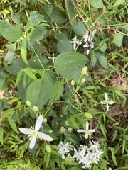 Clematis flammula