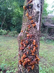 Phaeotremella foliacea