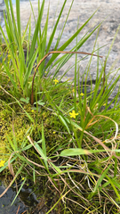 Ranunculus flammula