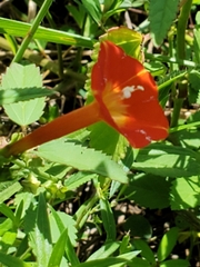 Ipomoea hederifolia