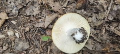 Russula claroflava