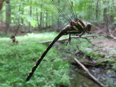 Cordulegaster obliqua