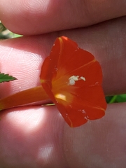 Ipomoea hederifolia