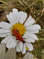 Stictoleptura rubra