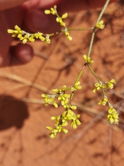 Eriogonum leptocladon
