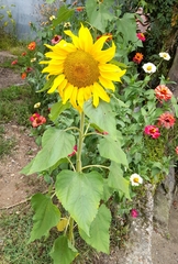 Helianthus annuus