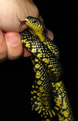 Lampropeltis holbrooki