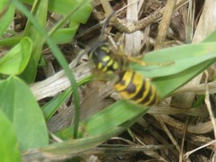 Vespula germanica