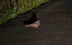 Caprimulgus europaeus