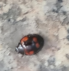 Exochomus quadripustulatus