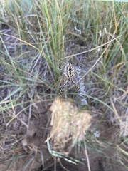 Argiope trifasciata